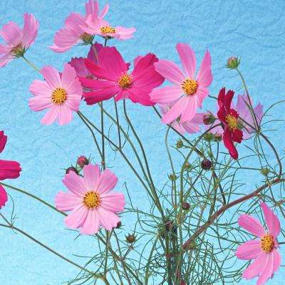 江南app手机app下载